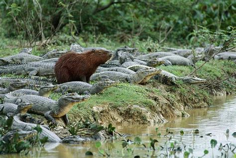 Capybara amongst Caimans Photograph by Eric Soder - Fine Art America