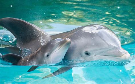 🔥 [0+] Live Dolphin Wallpapers | WallpaperSafari