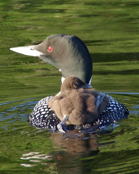 Birds of Maine | Wildlife Photos