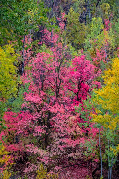 Utah Pink and Yellow Fall Colors Wasatch Mountains Print | Photos by Joseph C. Filer