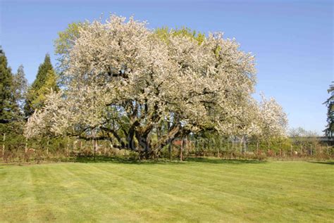 Photo of Black Cherry Tree by Photo Stock Source tree, Eugene, Oregon ...