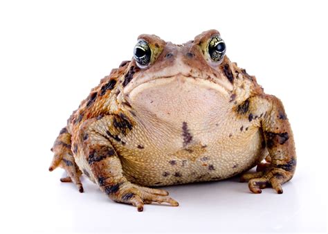 Let the Experts Handle Cane Toad Removal in Fort Myers