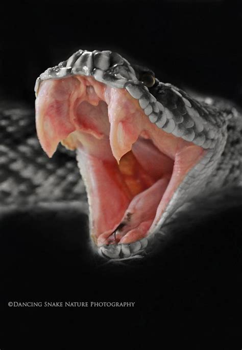 #Snakes, #Rattlesnakes - Just messing around with a pic I took of a friend's Eastern Diamondback ...