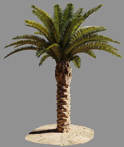 3D model Phoenix Palm tree - variant01 - photoscan VR / AR / low-poly | CGTrader