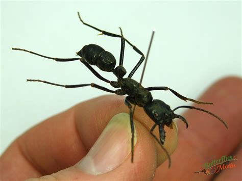 Ant Dinoponera gigantea PERU - World of Butterflies and Moths