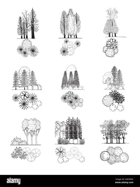 Tree Landscape Design Symbol
