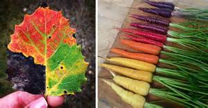 71 Photos Reveal The Full Spectrum Of Autumn’s Colors | Bored Panda