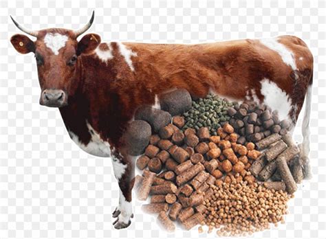 Cattle Feeding Animal Feed Fodder Pelletizing, PNG, 1000x736px, Cattle, Agriculture, Alfalfa ...