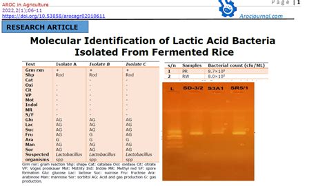 Molecular Identification of Lactic Acid Bacteria Isolated from Fermented Rice - Aroc Journal