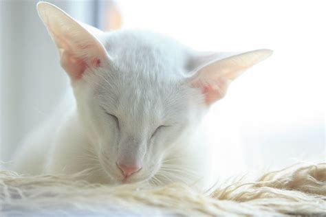 White Breeds of Cat With Pictures - Cat-World