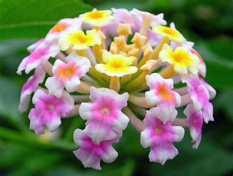 Pink Lantana Shrub Verbena Lantana camara 20 Seeds | Lantana camara ...