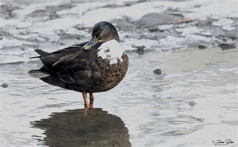 Canard de Duclair / Duclair duck | Domaine Maizerets (Québec… | Flickr