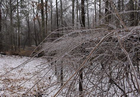 Snow Sleet Ice Totals For Georgia Janurary 10, 2011 | Cataula GA Weather