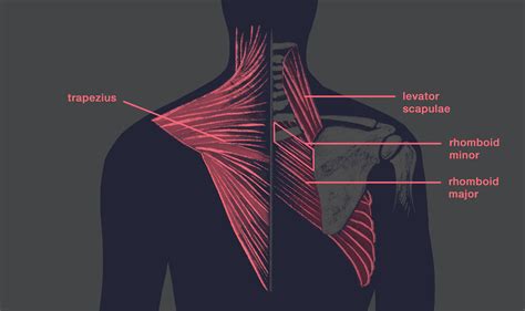 Spine Anatomy Basics | Integrated Spine Service