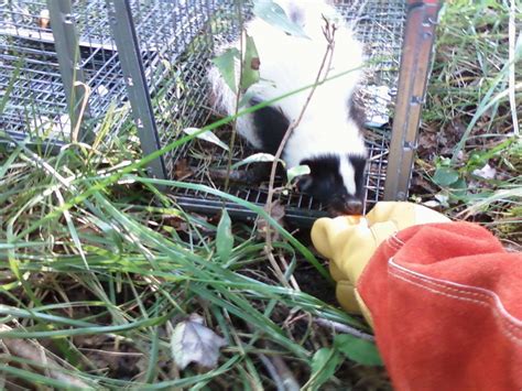 Essex CT Skunk trapping • RF Wildlife Removal