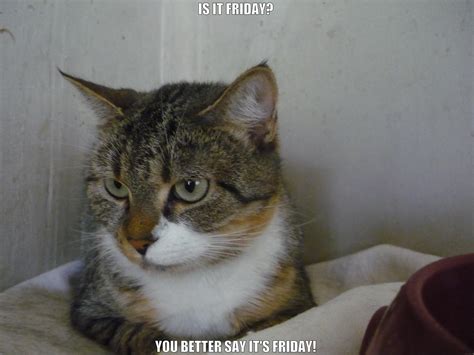 23++ Funny Mad Cat Memes - Factory Memes