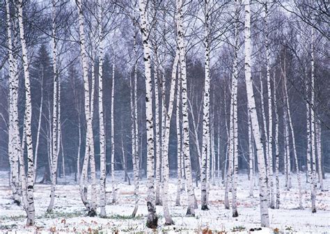 Birch tree wallpaper White Xmas Tree, White Pine Tree, White Birch ...