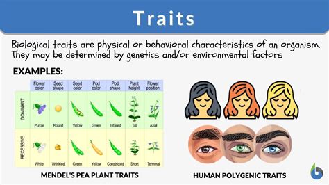 The Physical Characteristics Of A Trait