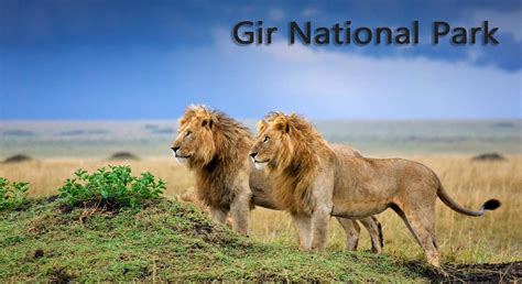 Gir National Park – The Gem of India - Wordzz