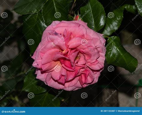 Rosa Chinensis in the Garden Stock Image - Image of nature, colorful: 281133387