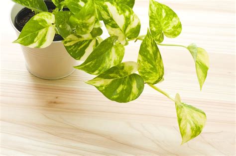 Easy to Care Houseplants | Low-Maintenance Houseplants