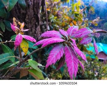 White Oak Tree Found Himalayas Stock Photo 1059633104 | Shutterstock