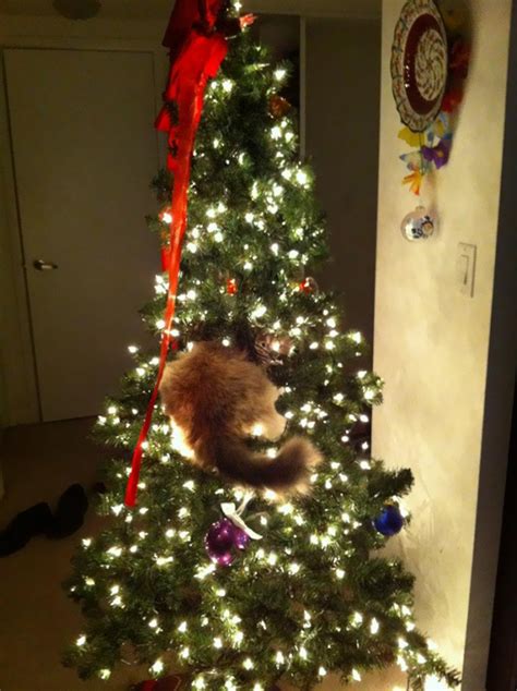 15+ Cats Helping Decorate Christmas Trees | Bored Panda