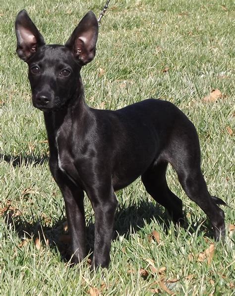 coated xolo pup | Puppies and kitties, Animals, Xoloitzcuintli