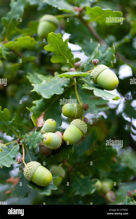 Oak, Quercus robur, Acorns growing on the branches of tree in late ...