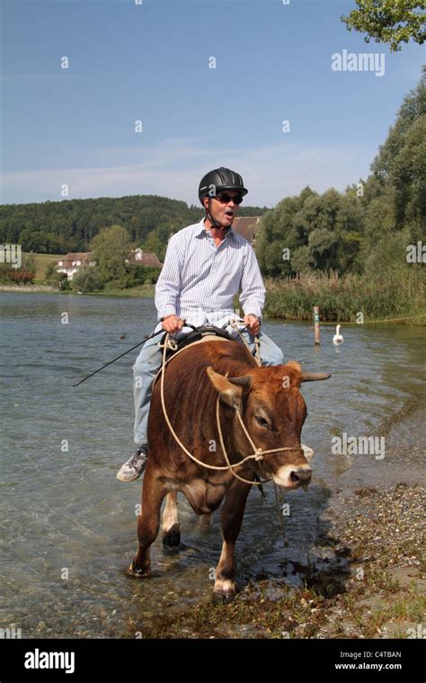 Man cow trekking by the River Rhine Stock Photo - Alamy