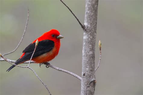 10 Types of Songbird Migrations | Lyric Wild Bird Food