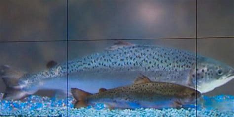 Chains refuse to carry genetically-modified salmon - Videos - CBS News