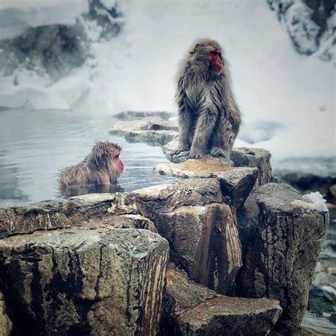 17 Photos Of Japanese Snow Monkeys Enjoying Life More Than You - Cultura Colectiva