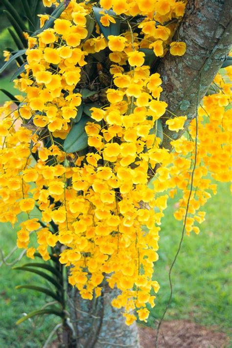 Wild Yellow Orchids - Hawaii