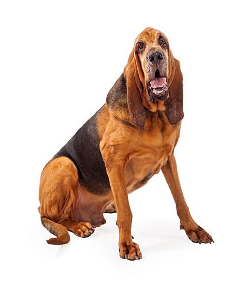 10+ Bloodhound Police Dog Stock Photos, Pictures & Royalty-Free Images ...