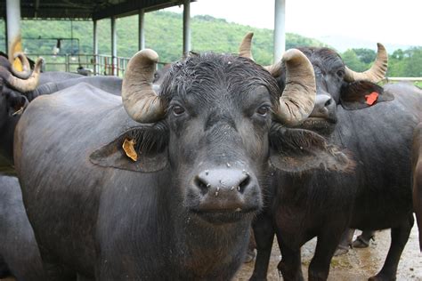 Murrah buffalo. Milk has very high butterfat content, by law the source of milk for Italian ...