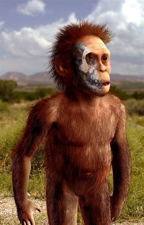 Australopithecus afarensis,artwork – acheter une photo – 11642902 ...