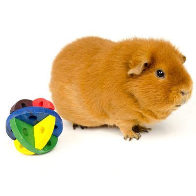 Guinea Pig Toys | Jollyes The Pet People