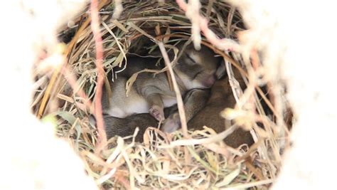 Cute Baby Bunnies. Zoom In To Close-up Of A Nest Of One-week-old Wild Cottontail Bunny Rabbits ...