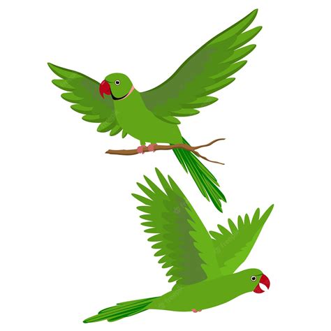 Branches On The Parrot | Parrot cartoon, Parrot image, Parrot drawing ...