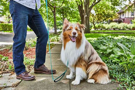 How to Teach Your Dog to Heel On Leash