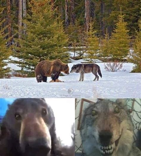 What Is The 'Staring Bear And Wolf' Meme? The Origins Of The 'Blursed ...