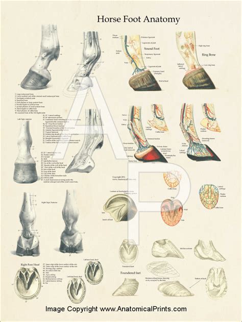 Horse Foot Anatomy Poster