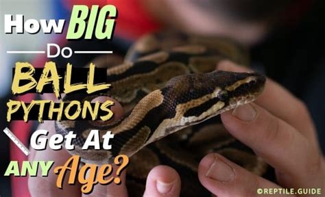 Ball Python Size: How Big do Ball Pythons Get?