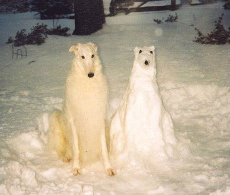 The Borzoi is a Russian sighthound, much like it's relative, the ...