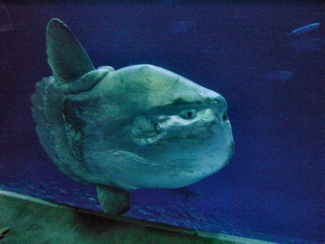 Ocean Sunfish: Facts, Characteristics, Habitat and More - Animal Place