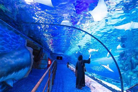 Tripadvisor | Dubai Aquarium & Underwater Zoo: experiência oferecida ...