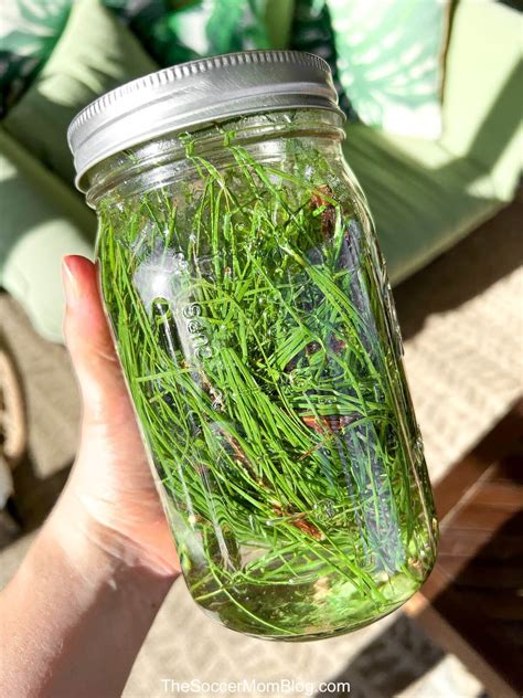 DIY Pine Needle Cleaner (Homemade Pine Sol) - The Soccer Mom Blog