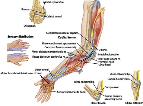 Ulnar neuropathy causes, symptoms, diagnosis, treatment & exercises