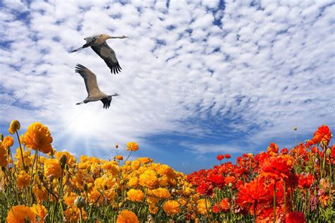 Birds and field of bright flowers — Stock Photo © kavramm #157711338